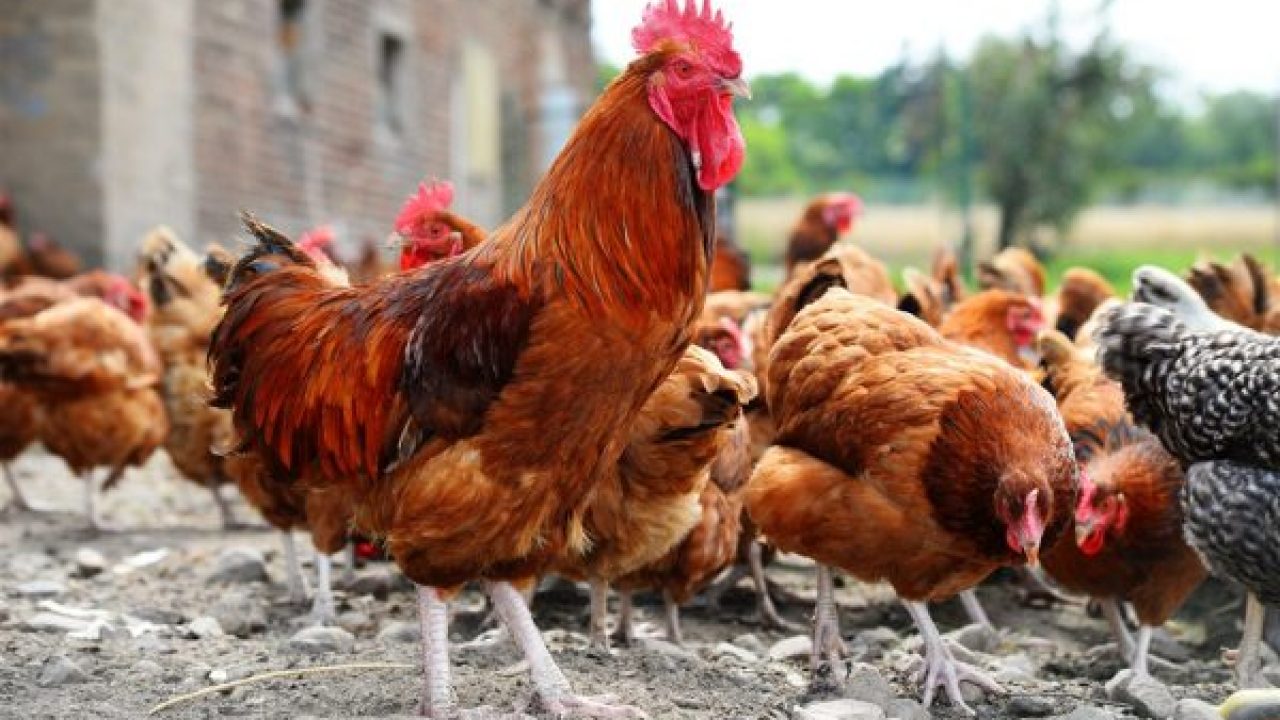 Mengenal 3 Sistem Pemeliharaan Ayam Kampung Informasi Komoditi