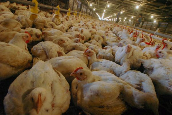 Melihat Prospek Peternakan Ayam di Tahun 2017