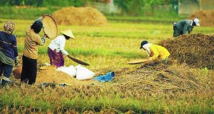 informasi pertanian indonesia
