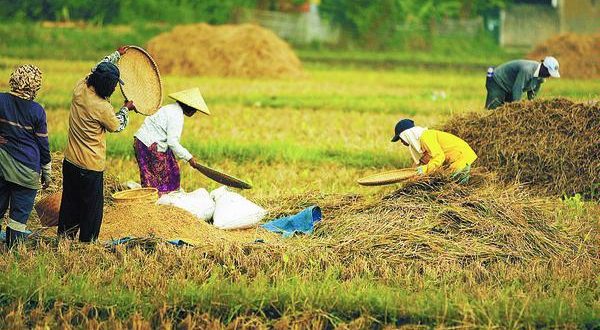 informasi pertanian indonesia